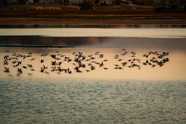 Ecological Transition